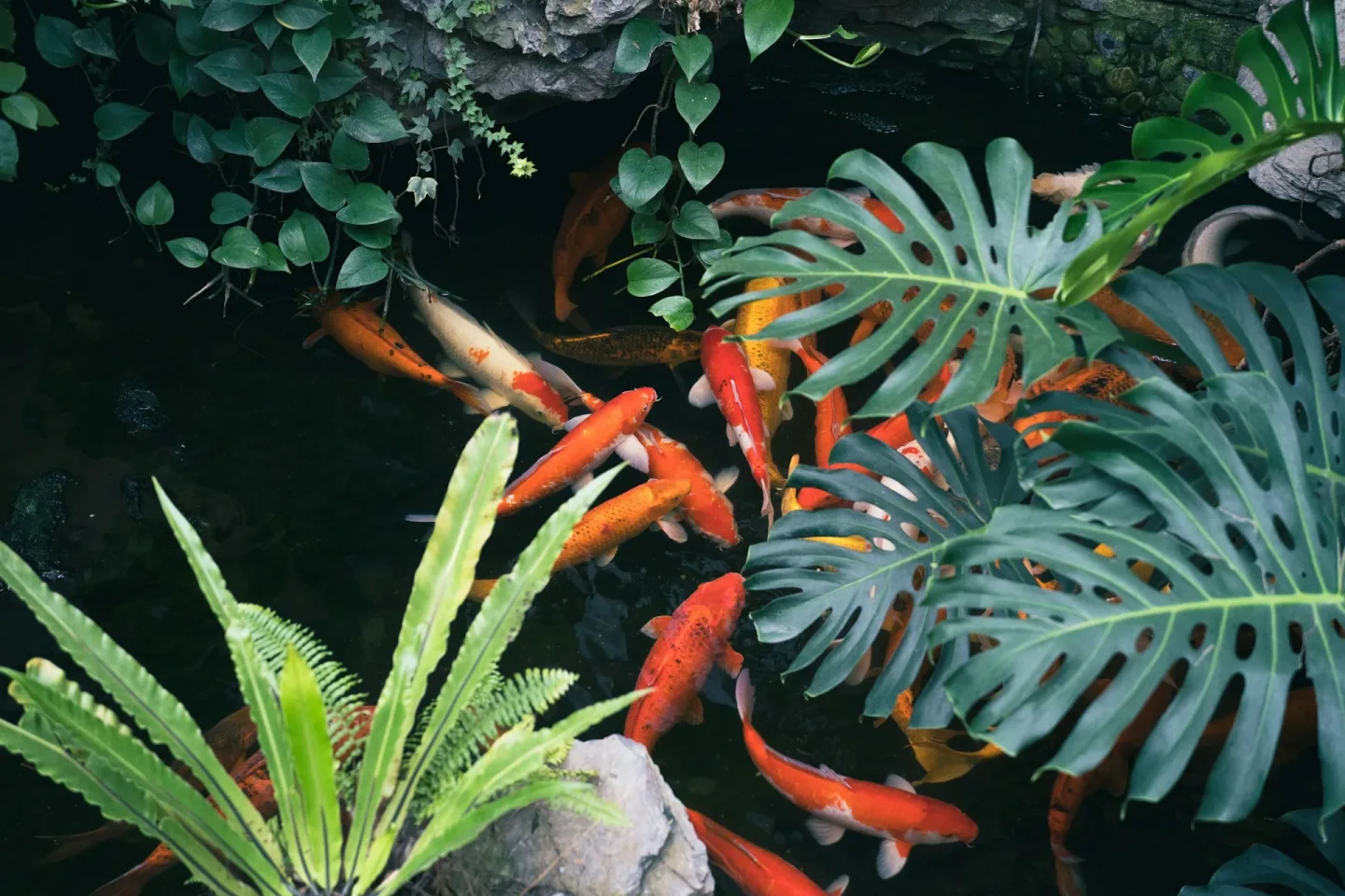 A Group Of Fish In A Pond Surrounded By Plants